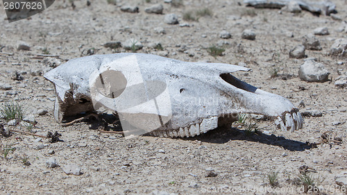 Image of Zebra skull on the ground in Etosha national park
