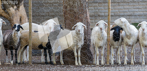 Image of Sheep behind a metal fence, Namibia