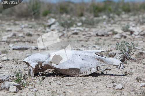 Image of Zebra skull on the ground in Etosha national park