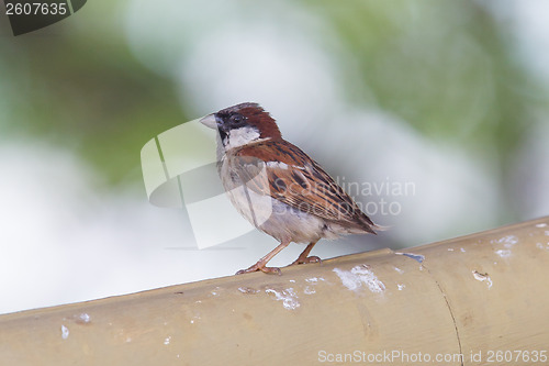 Image of Short tail sparrow sitting on a roof