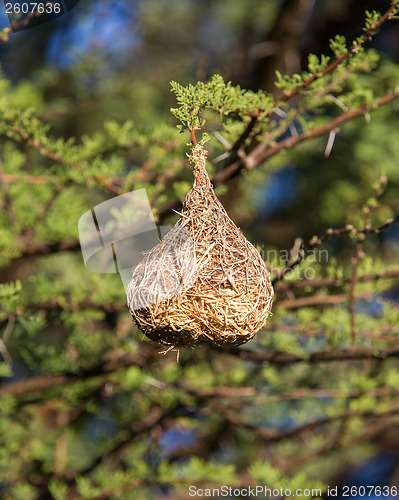 Image of Nest of a yellow masked weaver