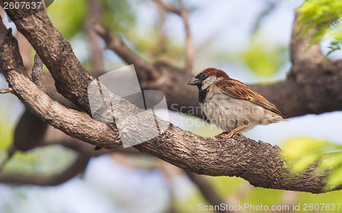 Image of Short tail sparrow sitting in a tree