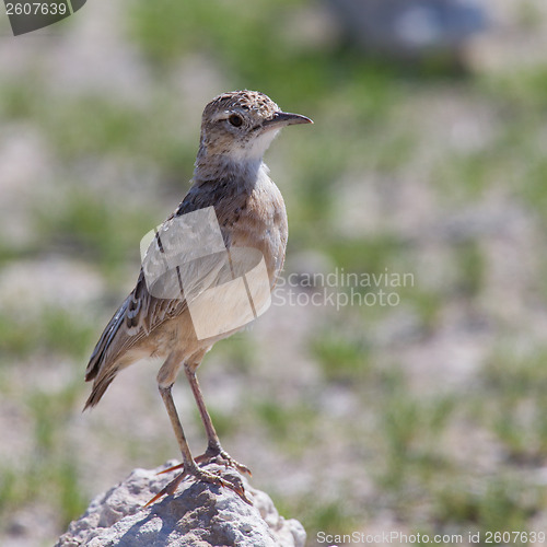 Image of Trush sitting on a rock in Etosha National Park