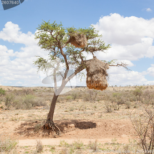 Image of Weaver bird nest in Namibia, Africa