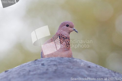 Image of Close-up of a laughing dove (Streptopelia senegalensis)