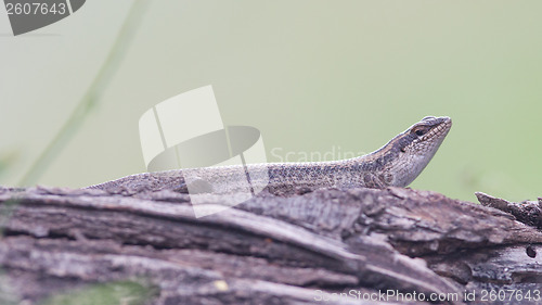 Image of The african lizard in Namibia