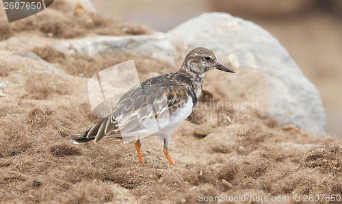 Image of Sandpiper on the beach at Cape Cross