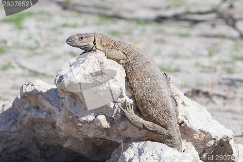 Image of Rare rock monitor (Varanus albigularis), Etosha National Park