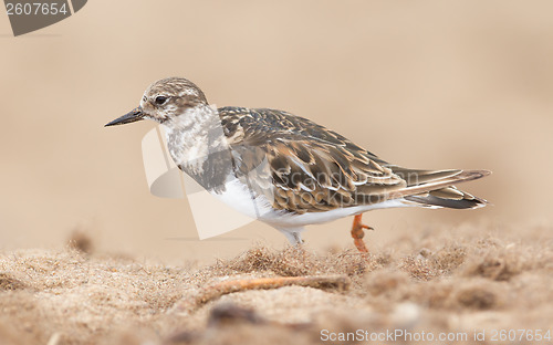 Image of Sandpiper on the beach at Cape Cross