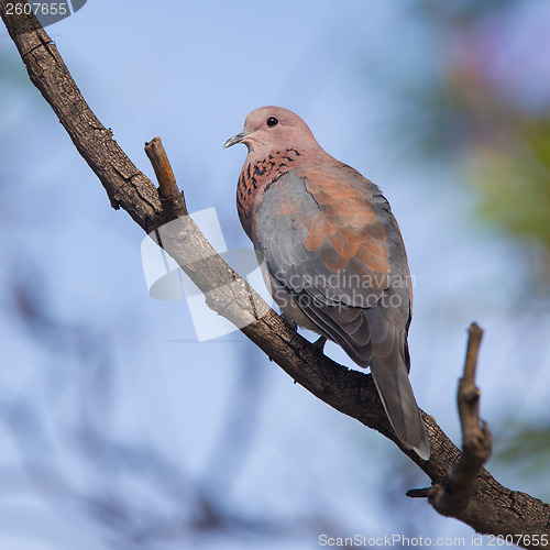 Image of Close-up of a laughing dove (Streptopelia senegalensis)