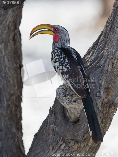 Image of Southern Yellow-billed Hornbill, Tockus leucomelas