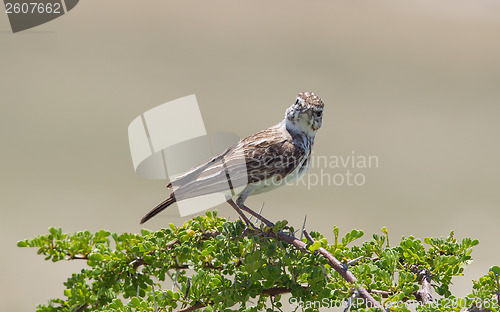 Image of Small bird perched on a dry branch in Etosha