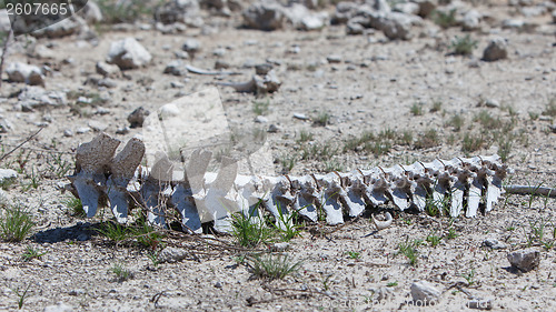 Image of Spine of a wild beast lying on the ground in Etosha national par