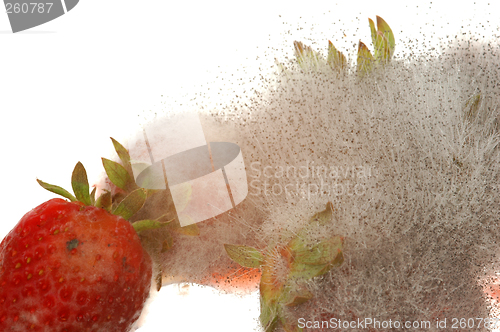 Image of Mouldy Strawberry # 01