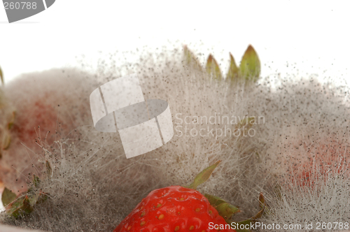 Image of Mouldy Strawberry # 02