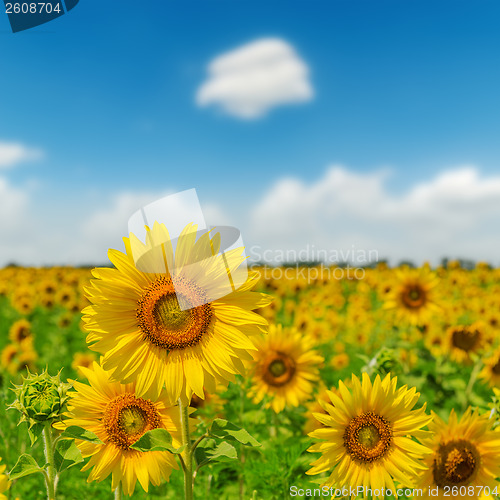 Image of field with sunflower closeup and blue sky