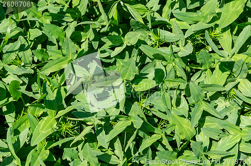 Image of green grass as textured background