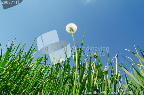 Image of dandelion and green grass under blue sky