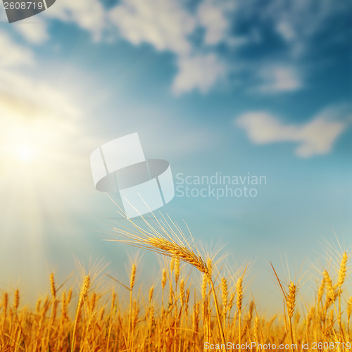 Image of golden harvest on field and sunset