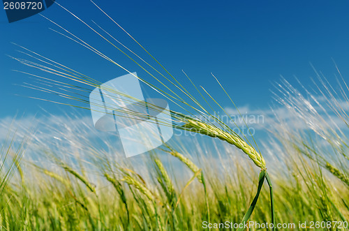 Image of field with green spica under blue sky