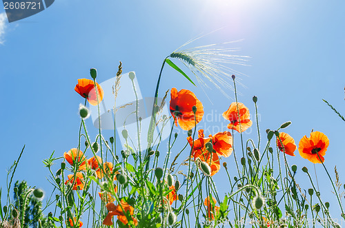 Image of red poppies under blue sky