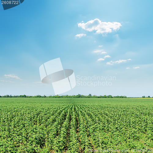 Image of field with green sunflowers under sunny blue sky