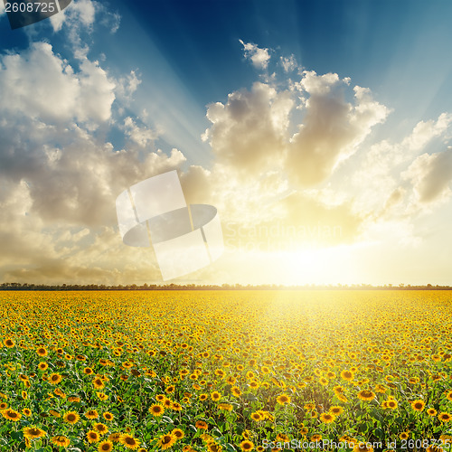 Image of cloudy sunset over field with sunflowers