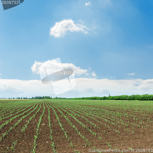 Image of rows of green shots on spring field under cloudy sky