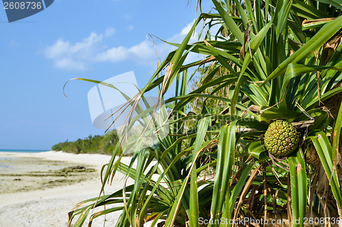 Image of Tropical fruit Adan