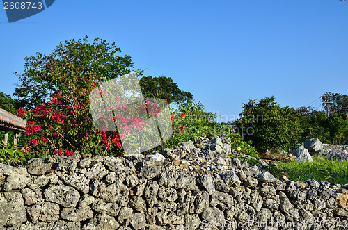 Image of Red flowers at old stonewall