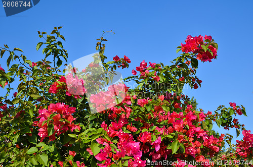 Image of Red Flowers