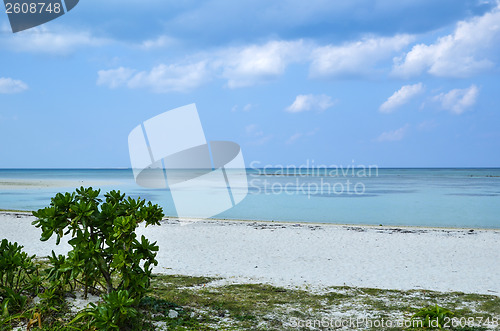 Image of Tropical Beach View