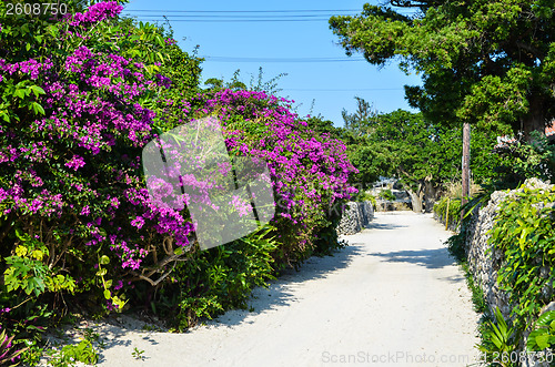 Image of Flowers by the street