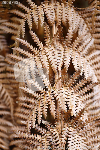 Image of Dying fern background