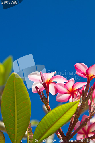 Image of Yellow and pink, flowers on a tree in Koh Ngai island Thailand