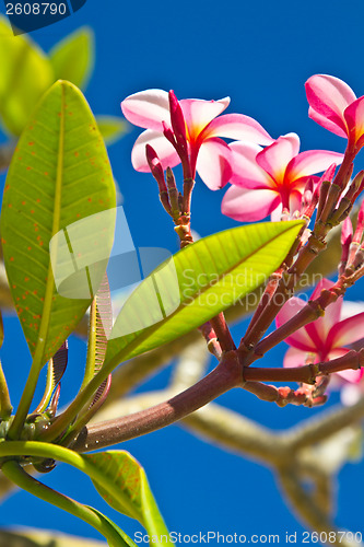 Image of Yellow and pink, flowers on a tree in Koh Ngai island Thailand