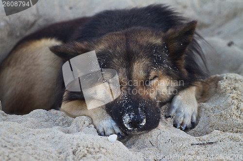 Image of Dog sleeping at the beach of the Koh Ngai island Thailand