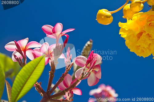 Image of Yellow and pink, flowers on a tree in Koh Ngai island Thailand