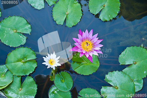 Image of Water lily on  Koh Ngai island Thailand