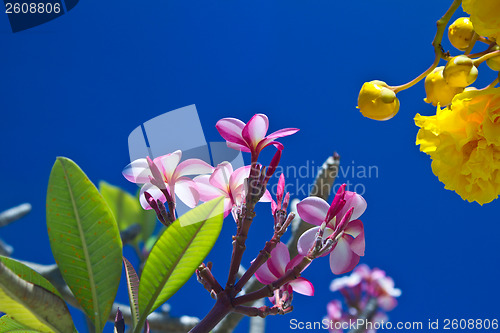 Image of Yellow and pink, flowers on a tree in Koh Ngai island Thailand