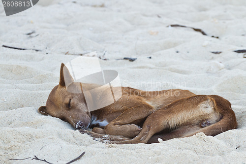 Image of Dog sleeping at the beach of the Koh Ngai island Thailand