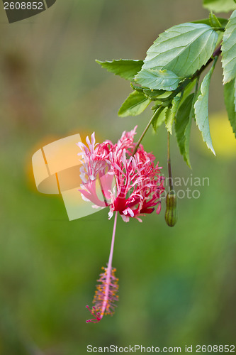 Image of Flowers from Koh Ngai island Thailand