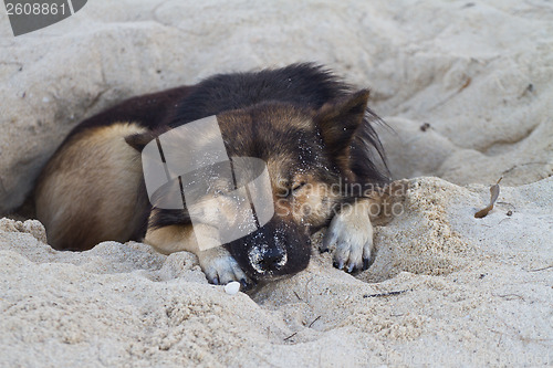 Image of Dog sleeping at the beach of the Koh Ngai island Thailand