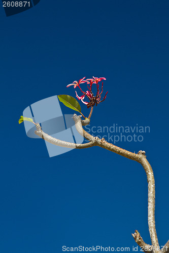 Image of Yellow and pink, flowers on a tree in Koh Ngai island Thailand