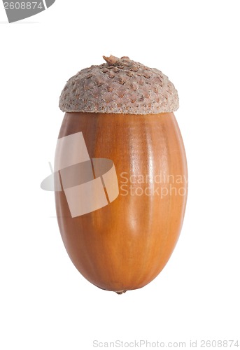 Image of Acorn