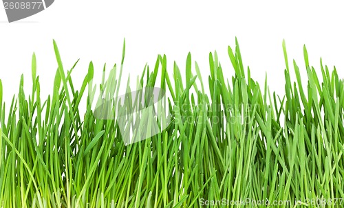 Image of Green grass