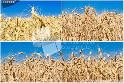 Image of Wheat field