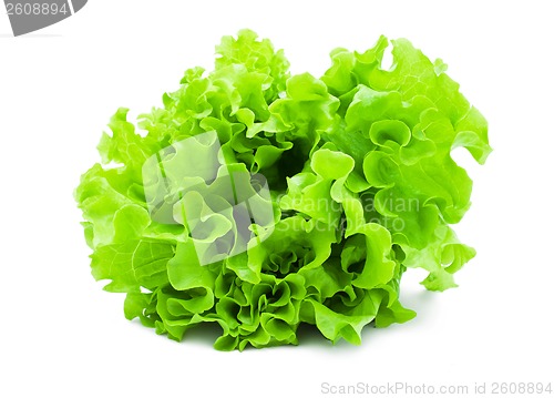 Image of Lettuce