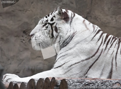 Image of White Tiger