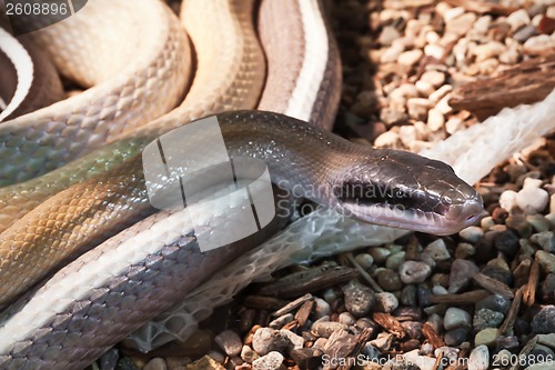 Image of Snake